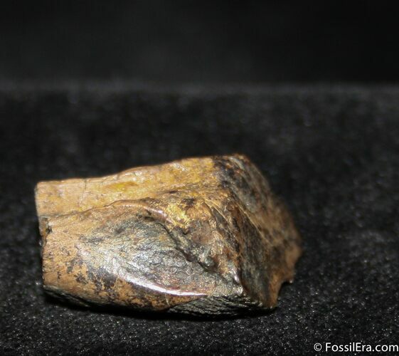Triceratops Tooth #750